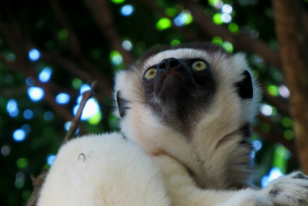 lemur in Madagascar