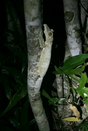 Tree-leafed gecko Madagascar