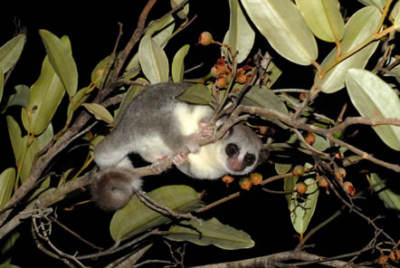 Madagascar Conservation Lemur