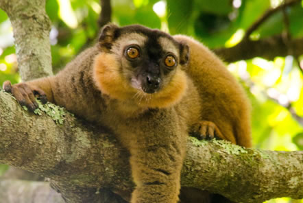 Madagascar Conservation Lemur