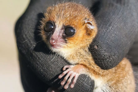 Madagascar Conservation Lemur