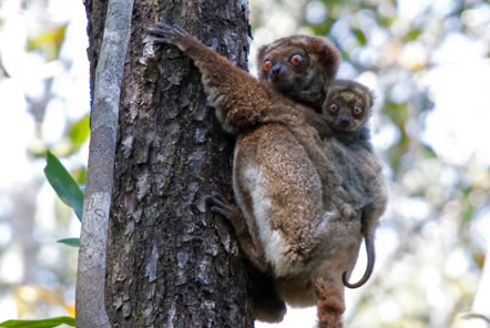 Madagascar Conservation Lemur