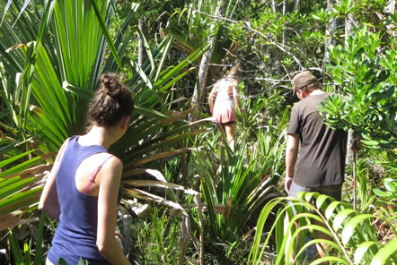 Madagascar Conservation Lemur