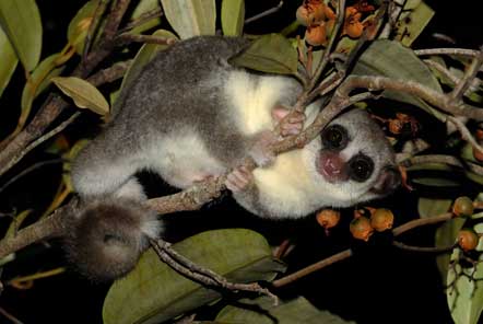 Madagascar Conservation