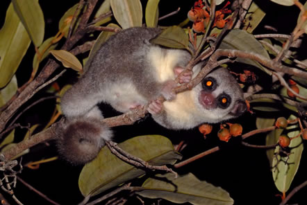 Madagascar Conservation