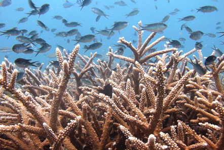 Coral nursery teeming with life