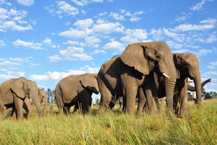 African elephants are at risk from poaching