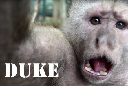 Monkey with wide open mouth showing its tongue and teeth 