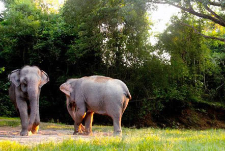 Meet the elephants in Thailand