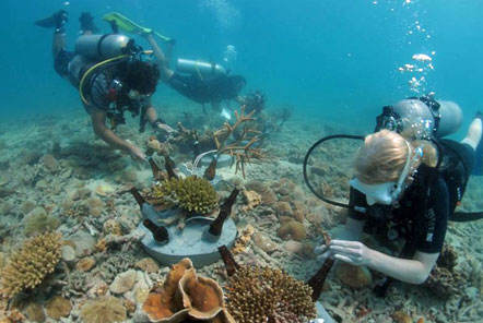 Diving to look at coral reef in Thailand