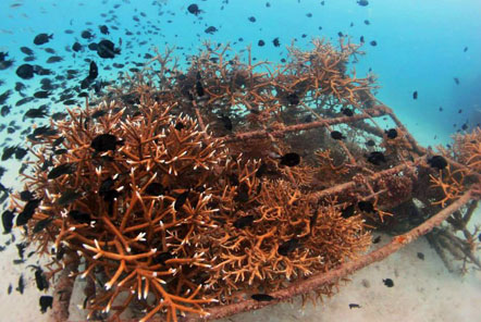 A successful artificial reef