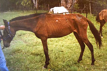 Rescued horse