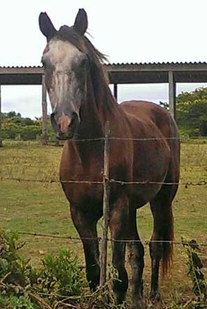 Rehabilitated horse