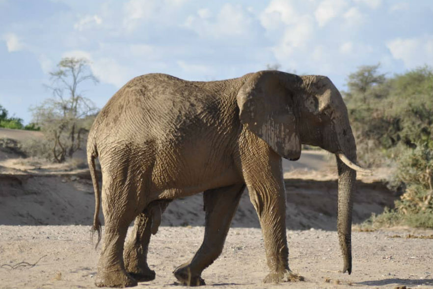 A wild desert elephant 