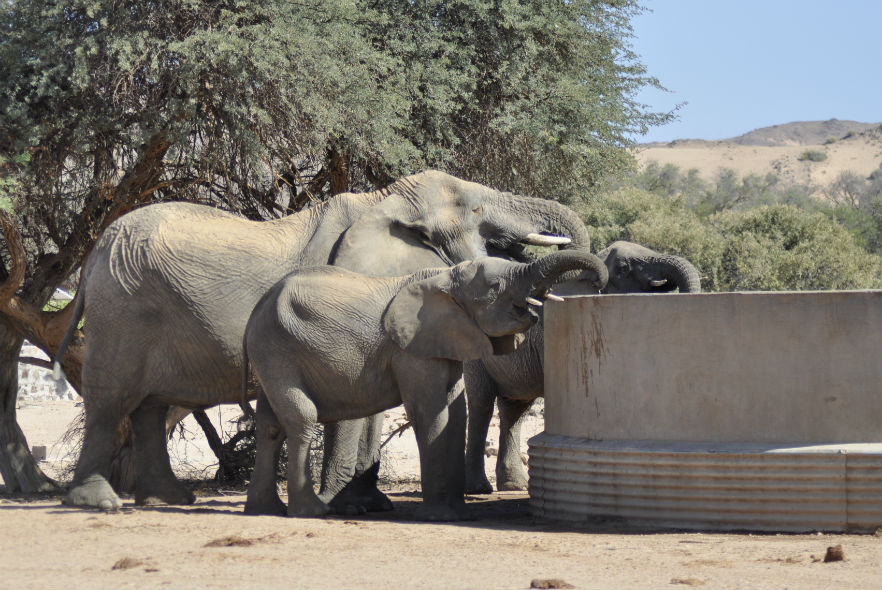 Elephants using nearby waterpoint