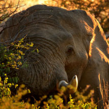 What is happening during lockdown at the Desert Elephant Conservation project in Namibia!