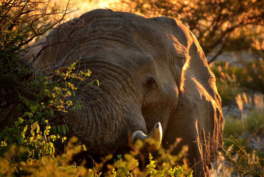 What is happening during lockdown at the Desert Elephant Conservation project in Namibia!