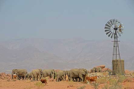 Elephants in the desert 
