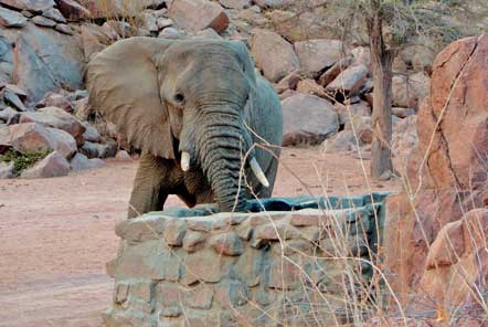 Desert Elephant Conservation Volunteering in Namibia
