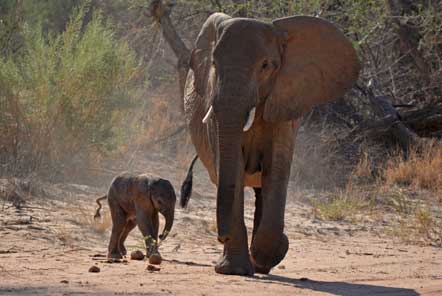 Desert Elephant Conservation Volunteering in Namibia