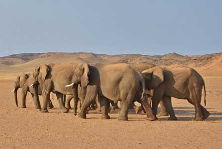 New elephant volunteer project in Africa!