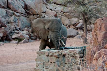 Desert elephants in Namibia