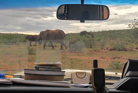 Elephant Conservation in Namibia, Africa