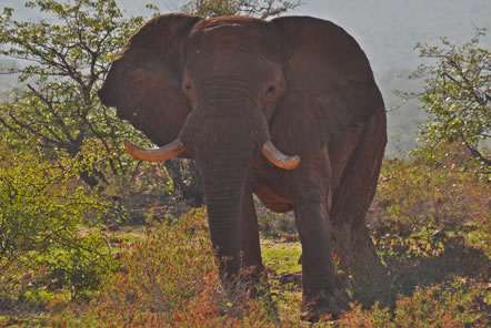 Update from volunteers at our Desert Elephant Conservation project 