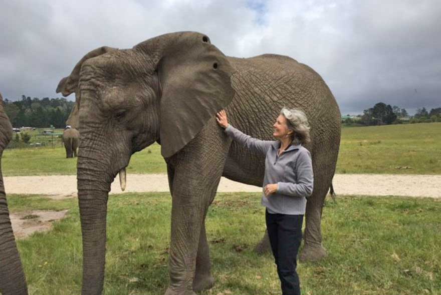 Retired volunteer lady patting an elephant on the side 