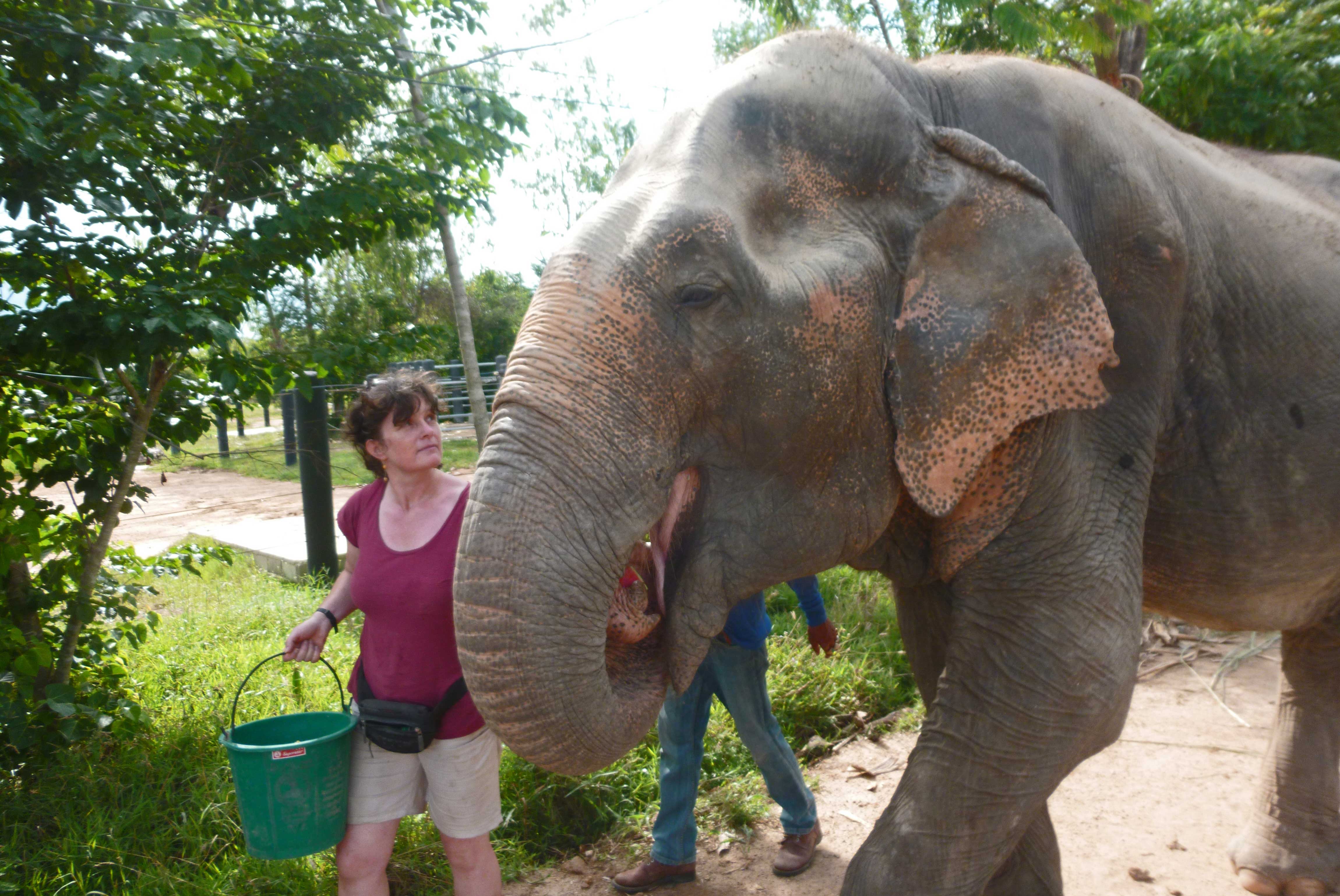 Volunteer feeding an elephant 