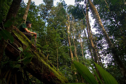Amazon Conservation in Peru