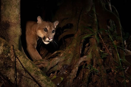 Amazon Conservation in Peru