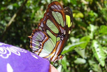 Peru Amazon Conservation