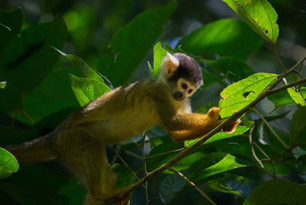 Amazon Conservation in Peru