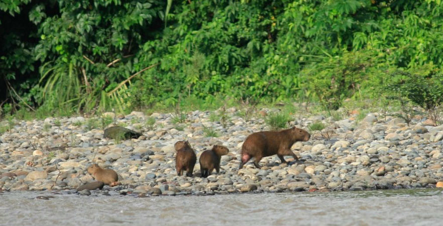 Capybara