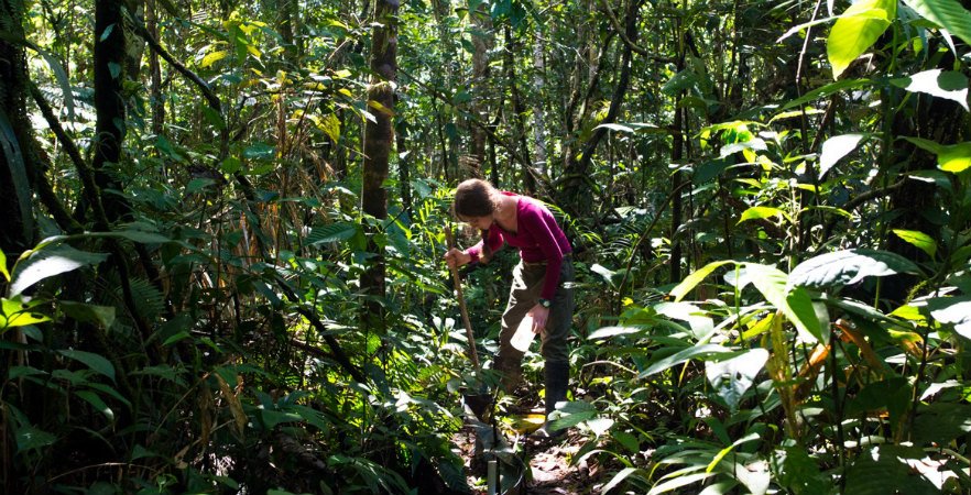 jungle in Peru