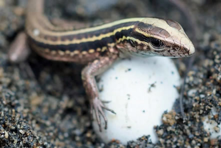 New research from the Amazon Conservation team in Peru