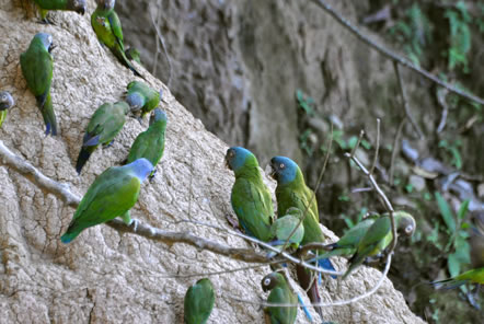 Amazon Conservation Peru