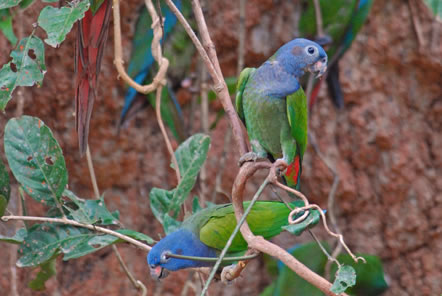 Rare parrots at our jungle conservation project