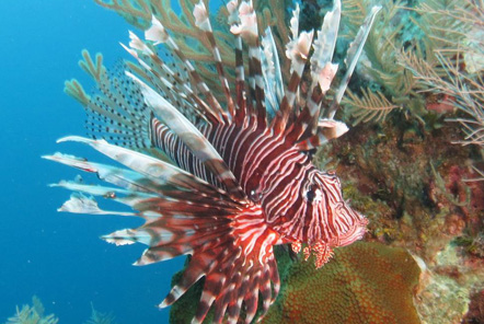 Lionfish