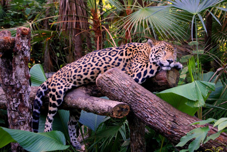 Sleeping jaguar