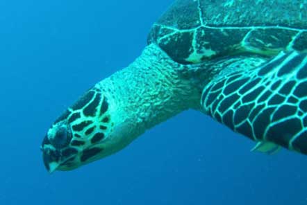 Hawksbill turtle