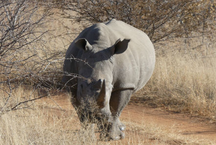 Rhino on dirt path 