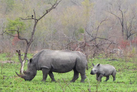 Rhino with baby rhino 