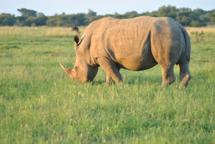 Rhino eating grass 