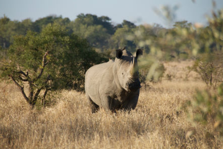 How can we help to save the rhino?