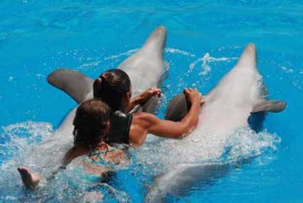 Swimming with captive dolphins