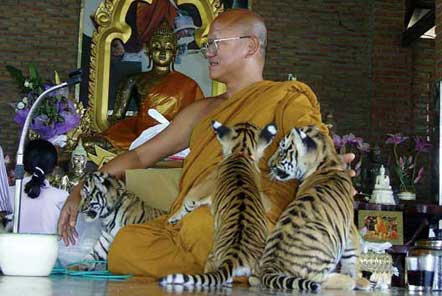 Tiger Temple