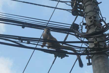 Monkey on electrical wires