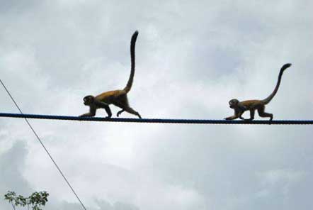 Monkeys using rope bridges